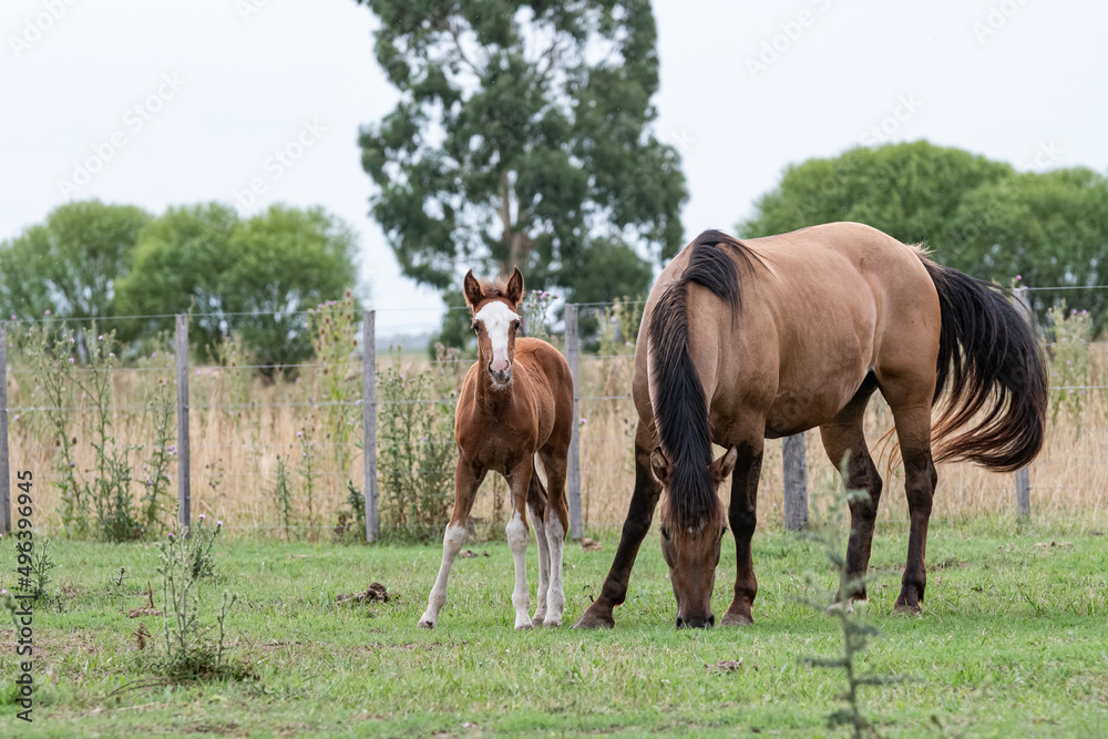 Fototapeta premium caballos criollos