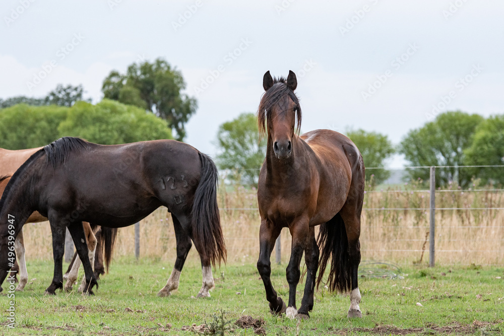 caballos criollos