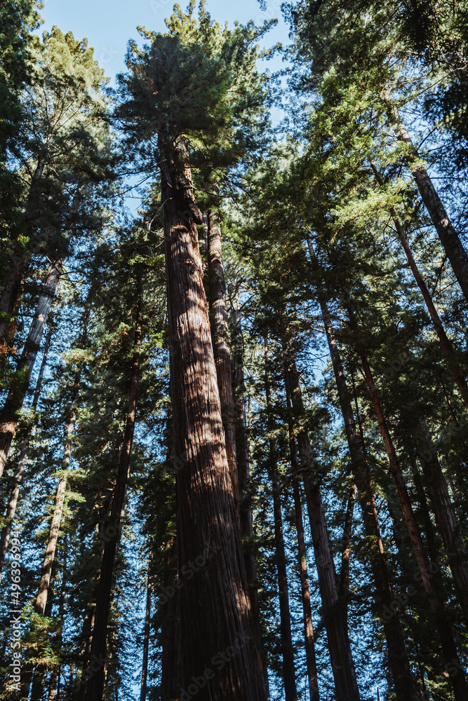 Obraz premium trees in the forest