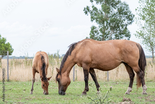 caballos criollos