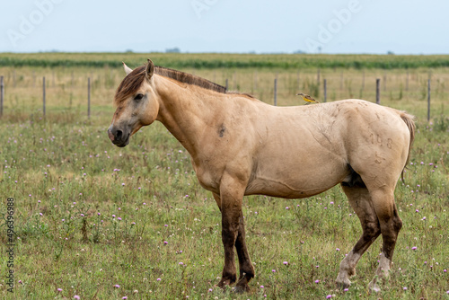 caballos criollos