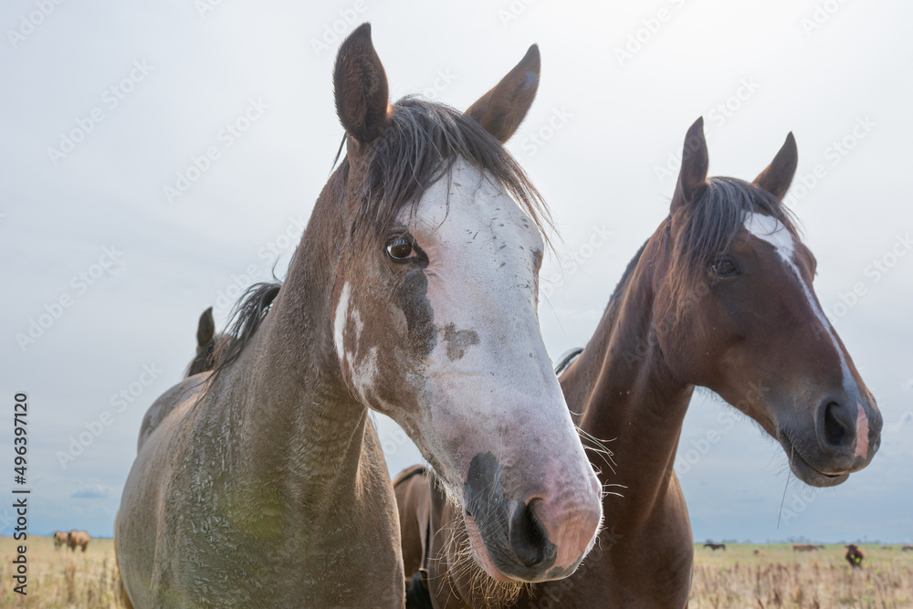 caballos criollos