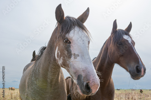 caballos criollos © kopelson