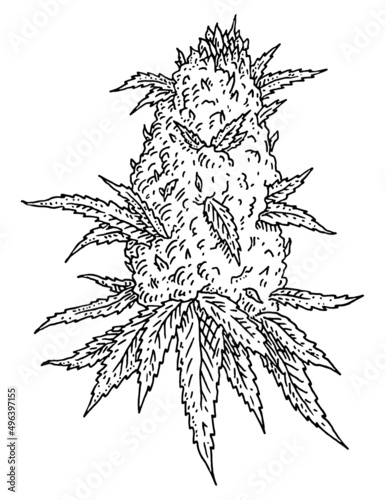 Marijuana mature plant with leaves and buds. Vector engraving illustration