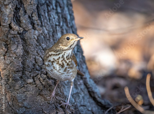 A hermit thrush perched on the base of a tree trunk. 