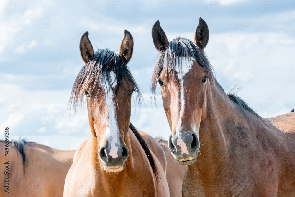 Fototapeta premium caballos criollos