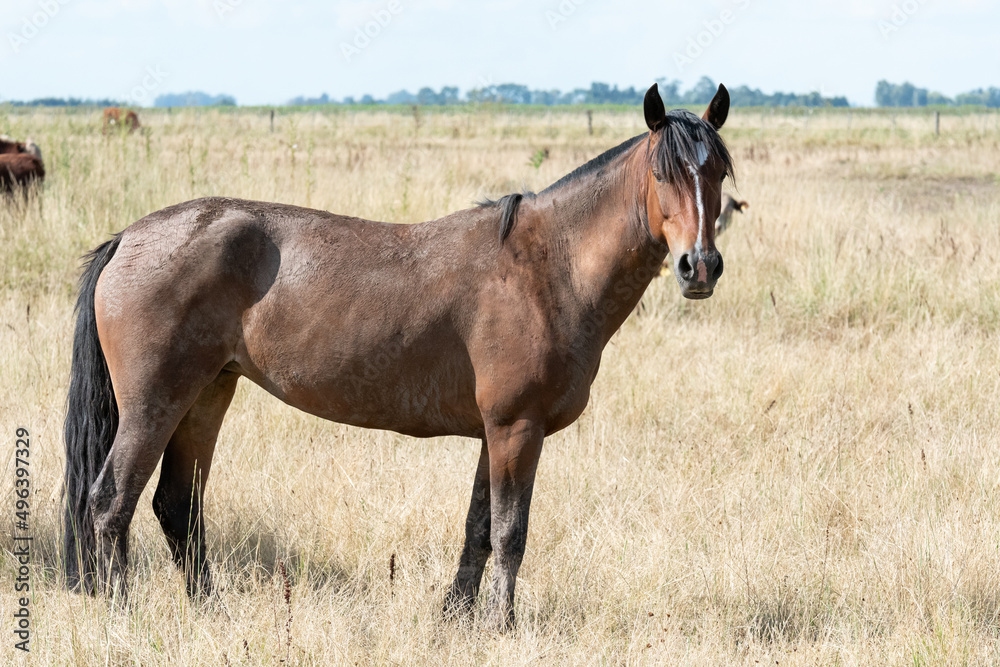 Fototapeta premium caballos criollos