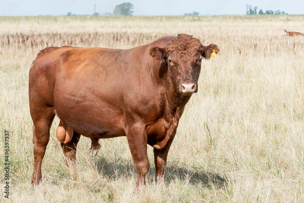 toros toros