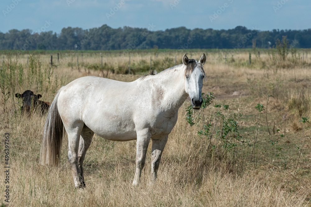 Obraz premium caballos criollos