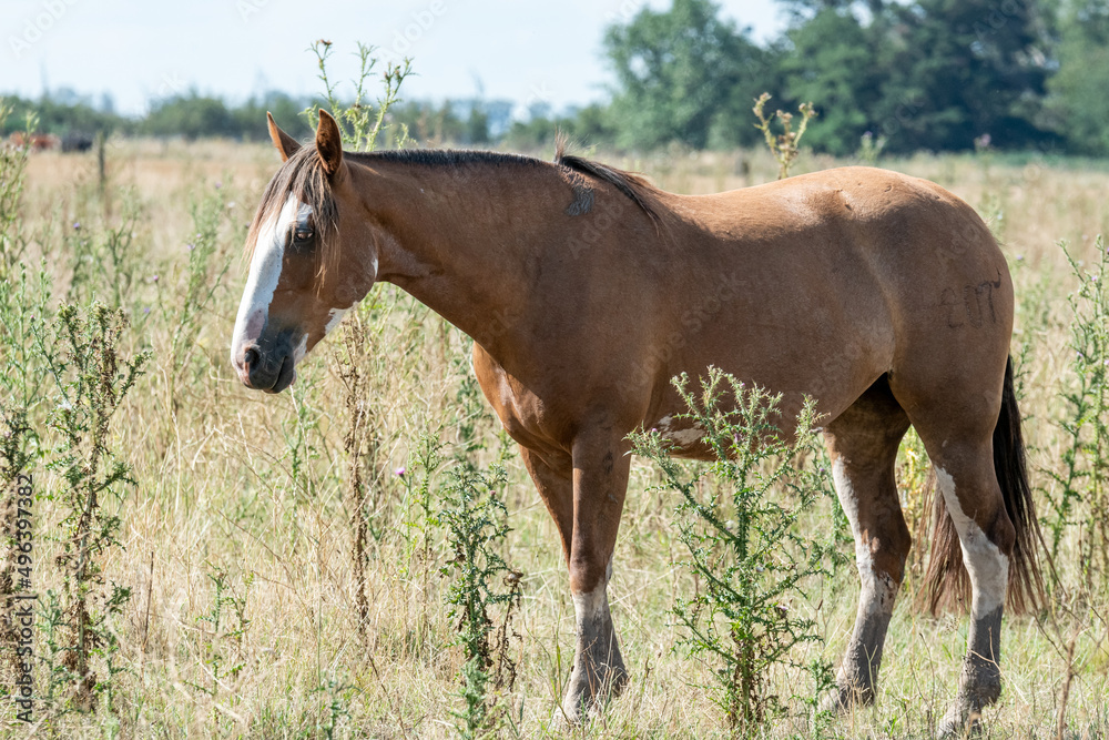 caballos criollos