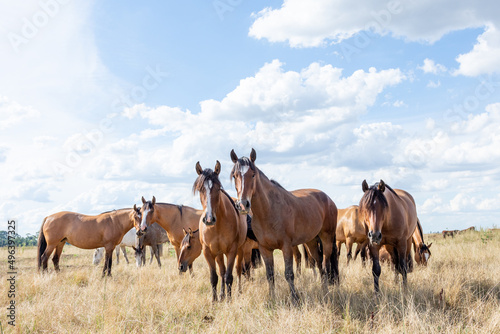 caballos criollos © kopelson