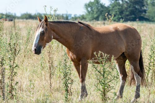 caballos criollos © kopelson