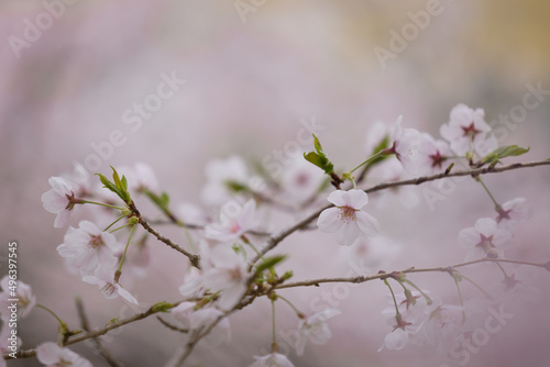 桜、春爛漫（cherry blossom）