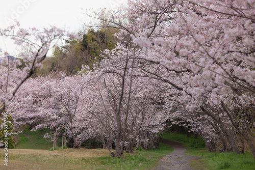                   cherry blossom   