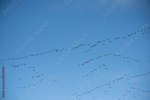 Pink footed beese migrating