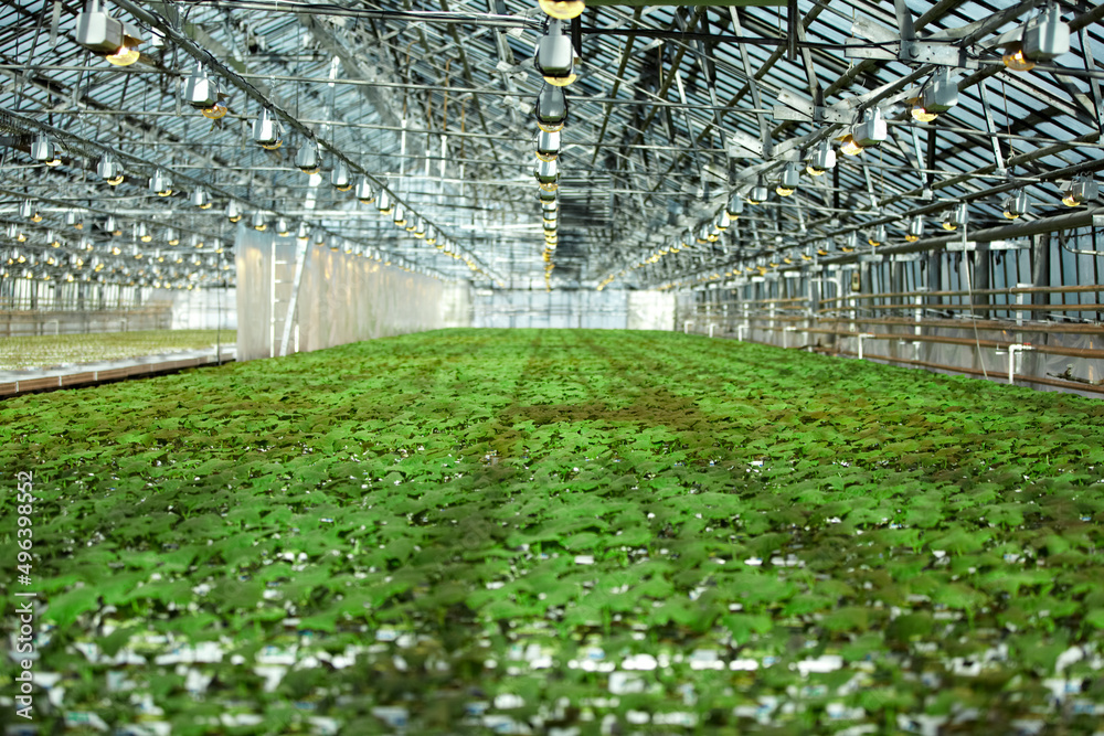 Fototapeta premium greenhouses