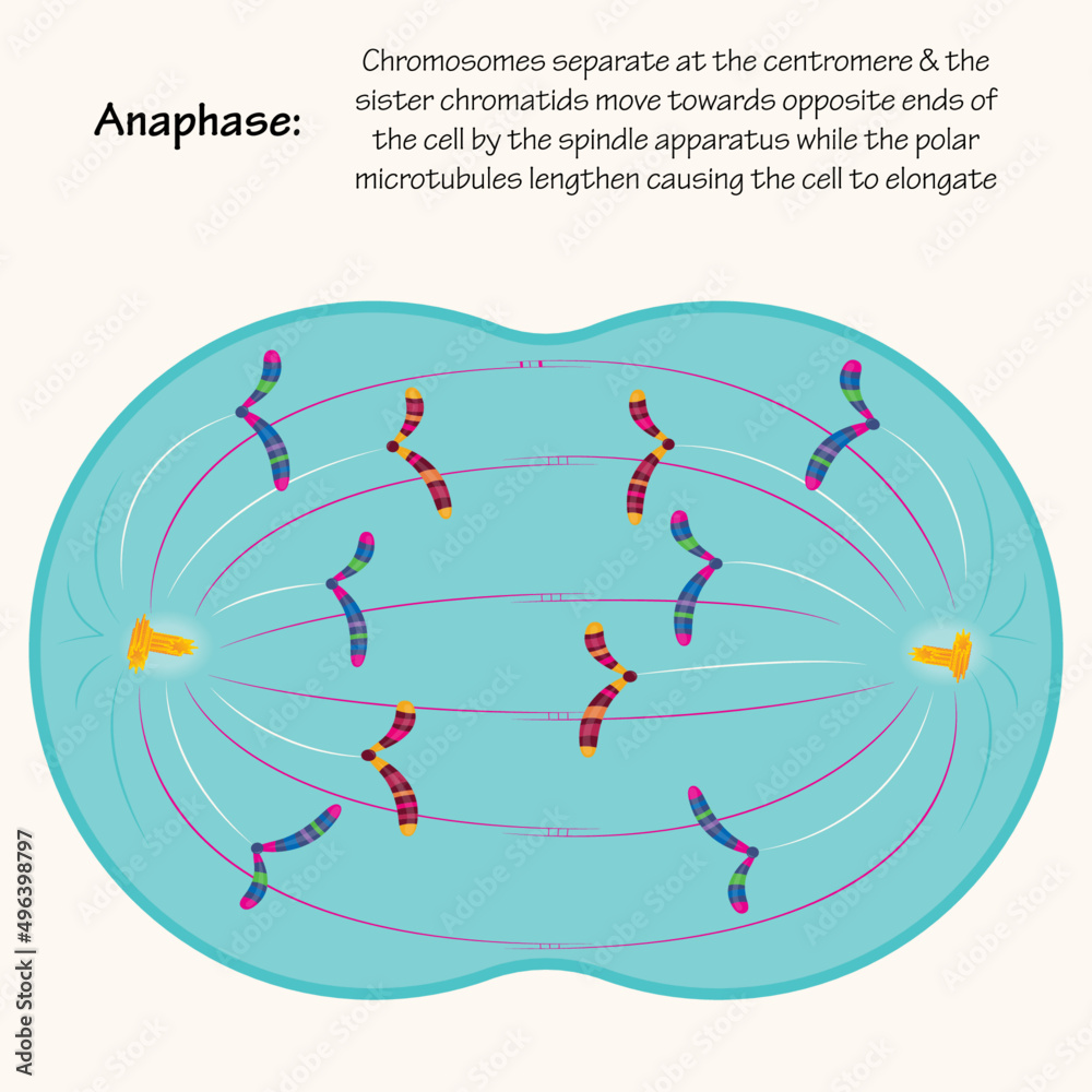 Anaphase: different phases of mitosis