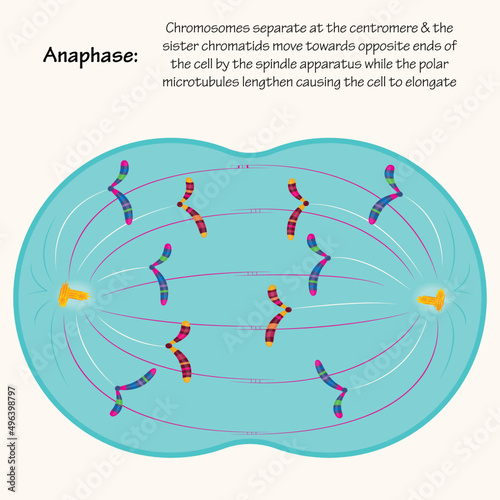 Anaphase: different phases of mitosis photo