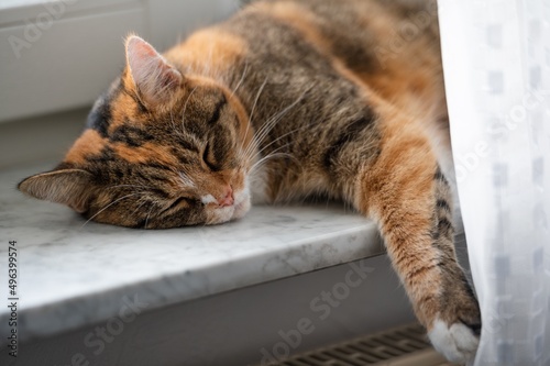Sleeping cat on a windowsill having a lazy day