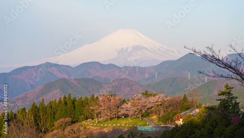 冠雪した富士山と桜