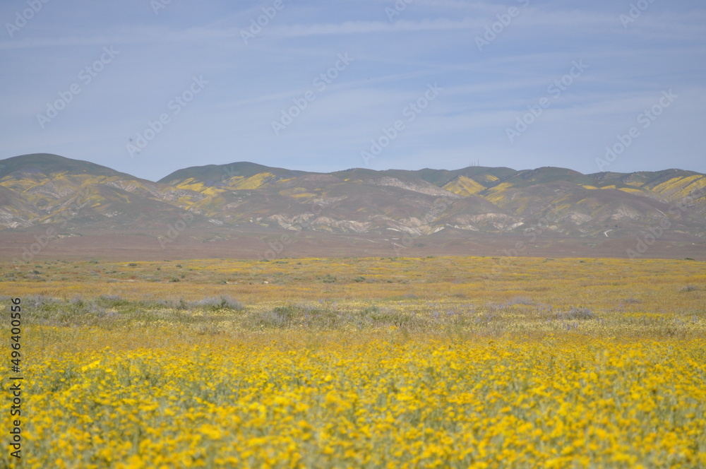 field of yellow flowers and mountain view