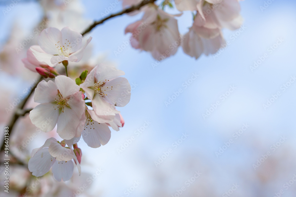 桜 桜
