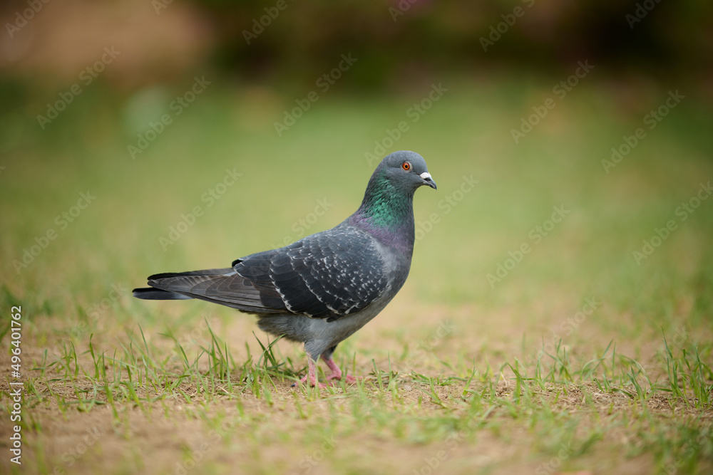 Rock Dove (Columba livia) in Victoria Park, Hong Kong Rock Dove (Columba livia) in Victoria Park, Hong Kong