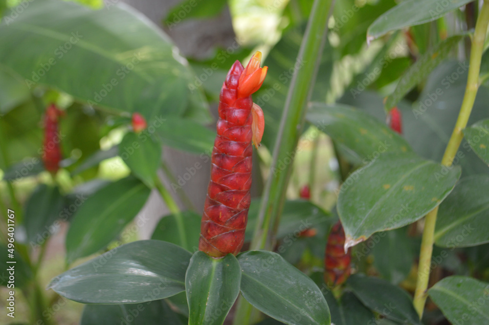 Close Up View Red Cheilocostus Speciosus Or Crepe Ginger Flower Plant In The Garden Close Up View Red Cheilocostus Speciosus Or Crepe Ginger Flower Plant In The Garden