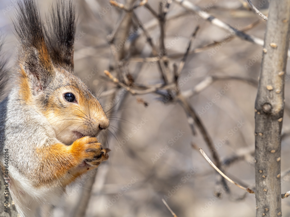 The squirrel with nut sits on tree in the winter or late autumn. Portrait of the squirrel close-up The squirrel with nut sits on tree in the winter or late autumn. Portrait of the squirrel close-up