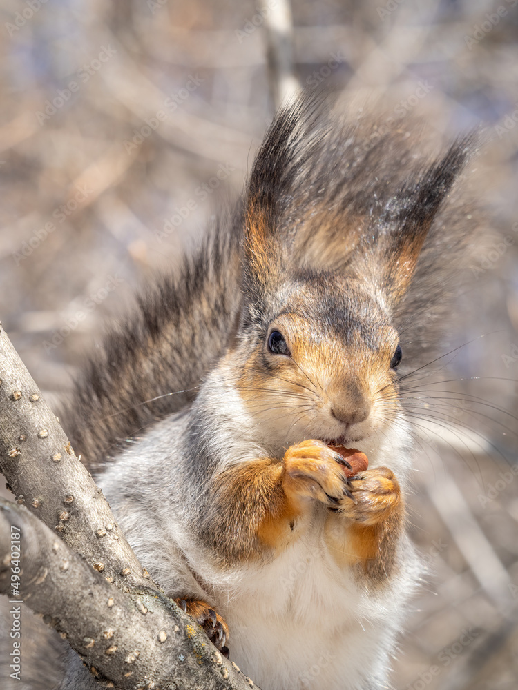Fototapeta premium The squirrel with nut sits on tree in the winter or late autumn