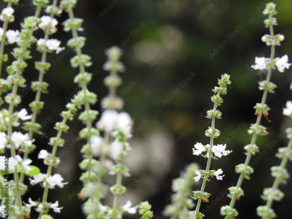 Close-up of several flowering basil branches, illuminated by the morning light, some in focus, some out of focus, forming a kind of lace. Blurred background. Close-up of several flowering basil branches, illuminated by the morning light, some in focus, some out of focus, forming a kind of lace. Blurred background.