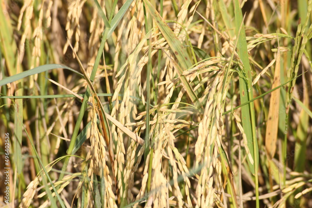 The golden rice fields are germinating and ready to be harvested. The golden rice fields are germinating and ready to be harvested.