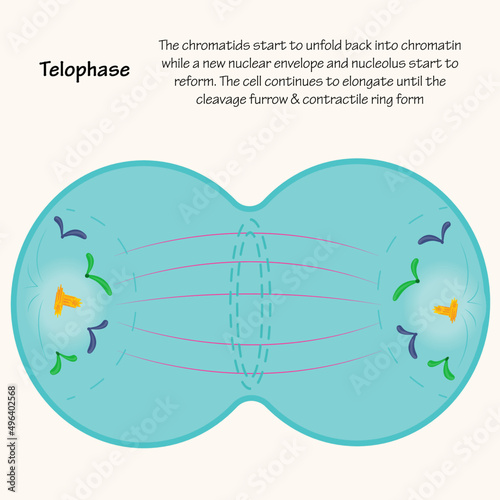 Telophase: The different stages of mitosis photo