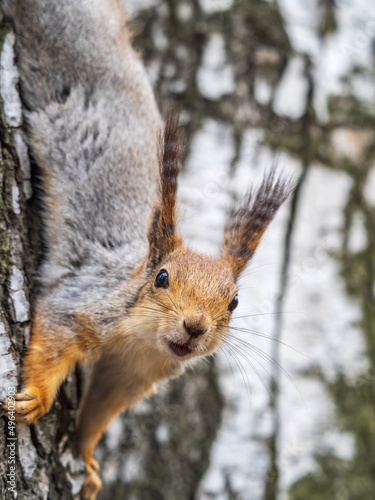 Squirre sitting upside down on a tree trunk. The squirrel hangs upside down on a tree against colorful blurred background. Close-up.