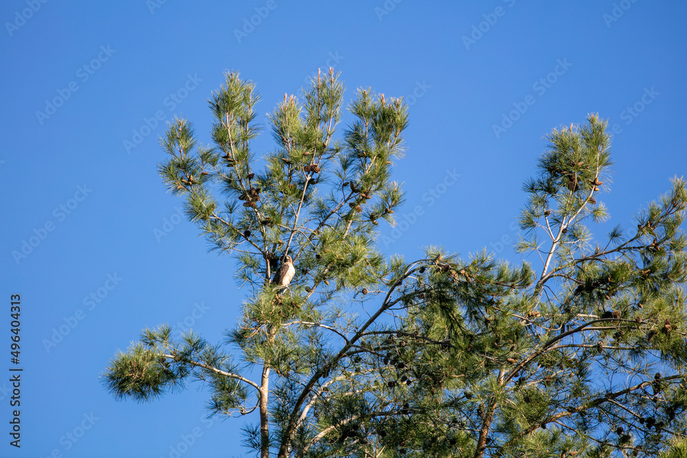 A Golden Eagle Perched on a Tree Branch A Golden Eagle Perched on a Tree Branch
