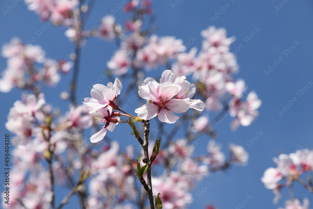 Obraz premium 桜の花