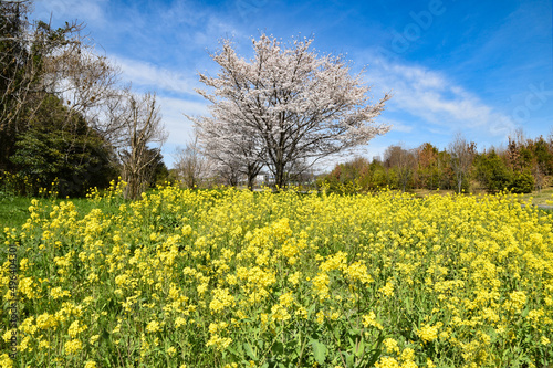 日本の春の訪れを告げる菜の花と桜