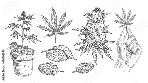 Set Marijuana. Buds, hand hold leaf, plant in pot. Vintage black vector engraving