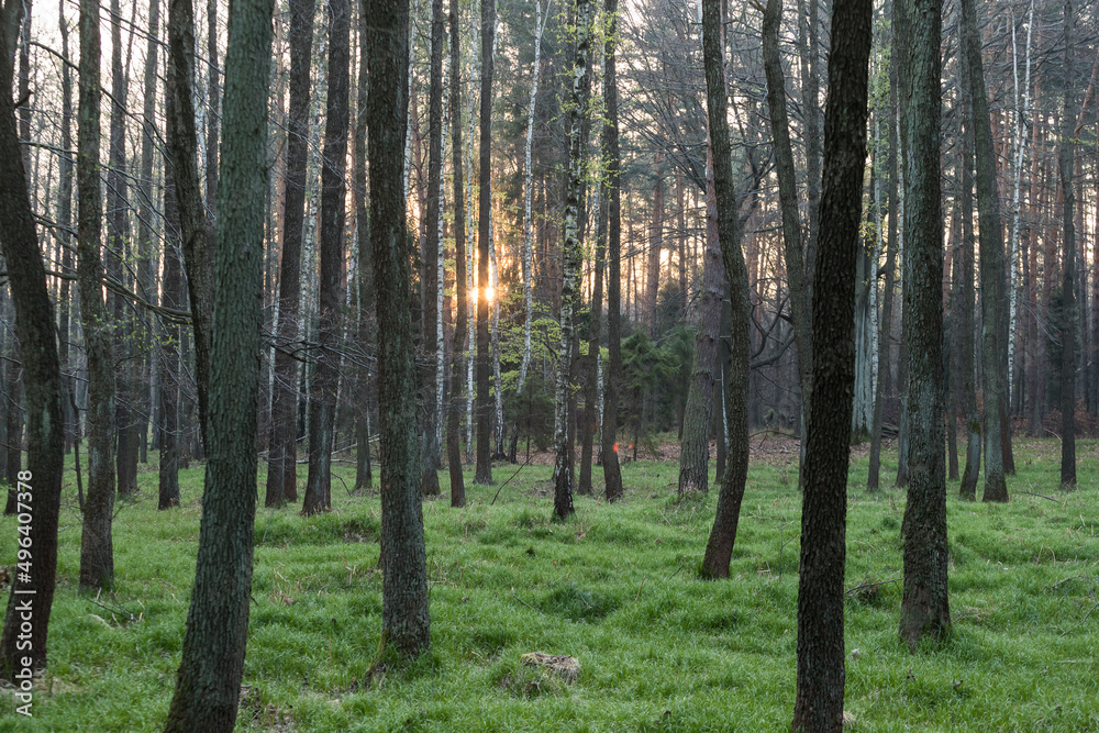 Fototapeta premium Wiosenny zielony las