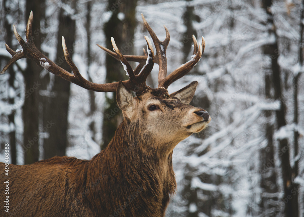 deer in the woods deer in the woods