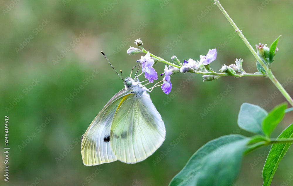 Funiu district of western China henan live insects breed (macro photography) Funiu district of western China henan live insects breed (macro photography)
