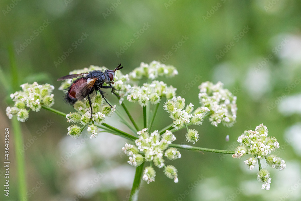 Funiu district of western China henan live insects breed (macro photography)