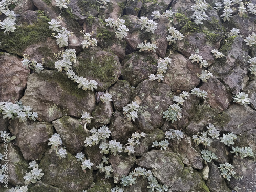 The white meaty plant on the wall