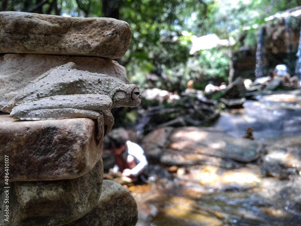 Fototapeta premium Discreet Frog on the Stones in a Waterfall