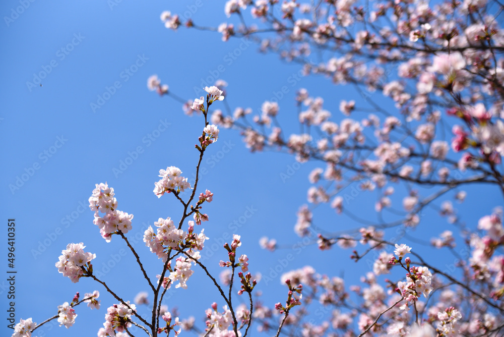 桜 さくら 青空 背景素材 桜 さくら 青空 背景素材