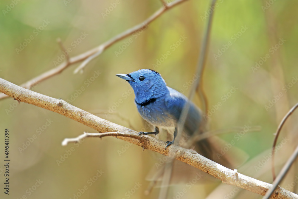 The male Black-naped Monarch on a branch The male Black-naped Monarch on a branch