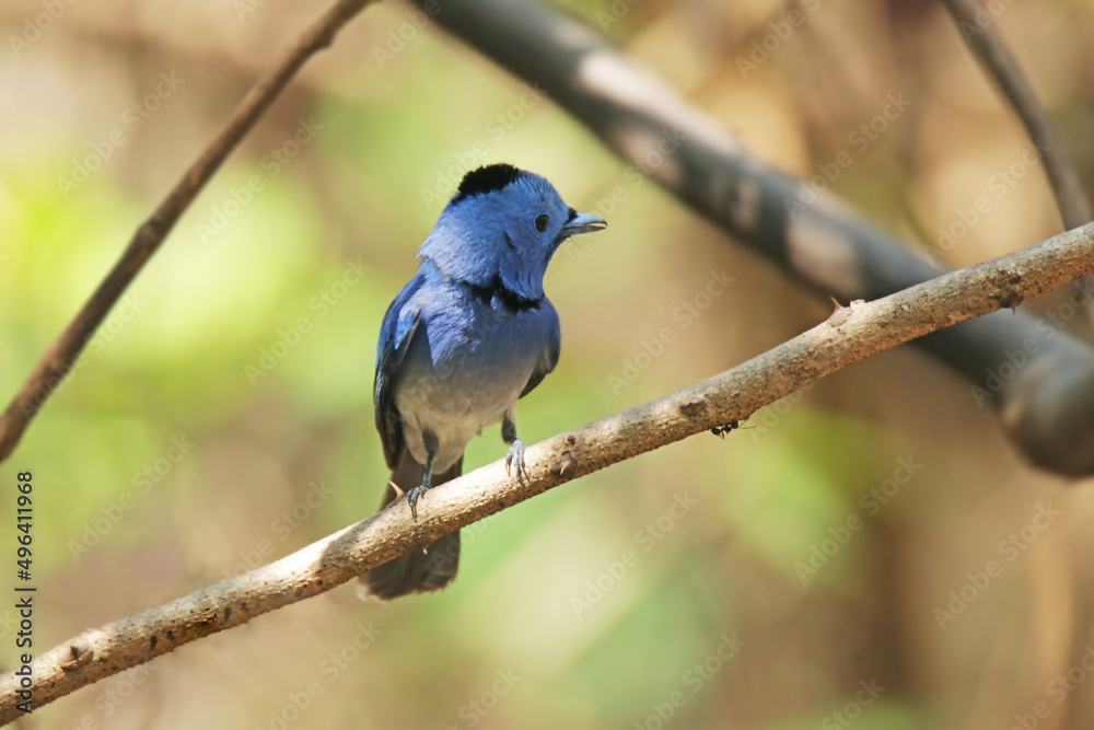 The male Black-naped Monarch on a branch