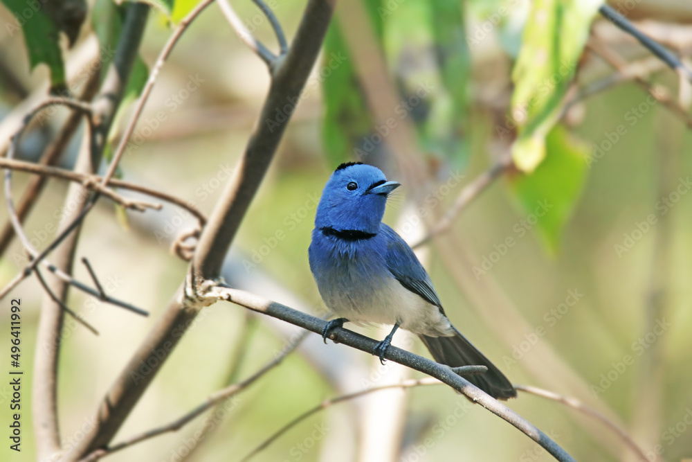 The male Black-naped Monarch on a branch The male Black-naped Monarch on a branch