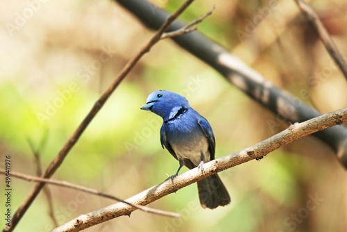 The male Black-naped Monarch on a branch © Sarin