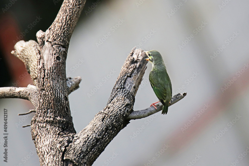 The Coppersmith Barbet on a branch
